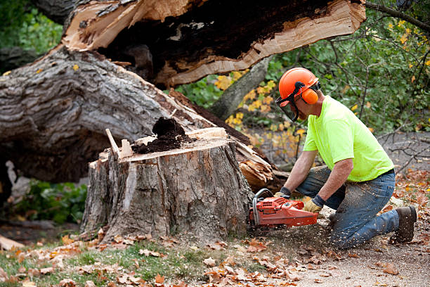 Why Choose Our Tree Removal Services in Terry, MS?