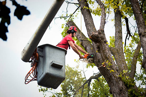 Best Tree Trimming and Pruning  in Terry, MS